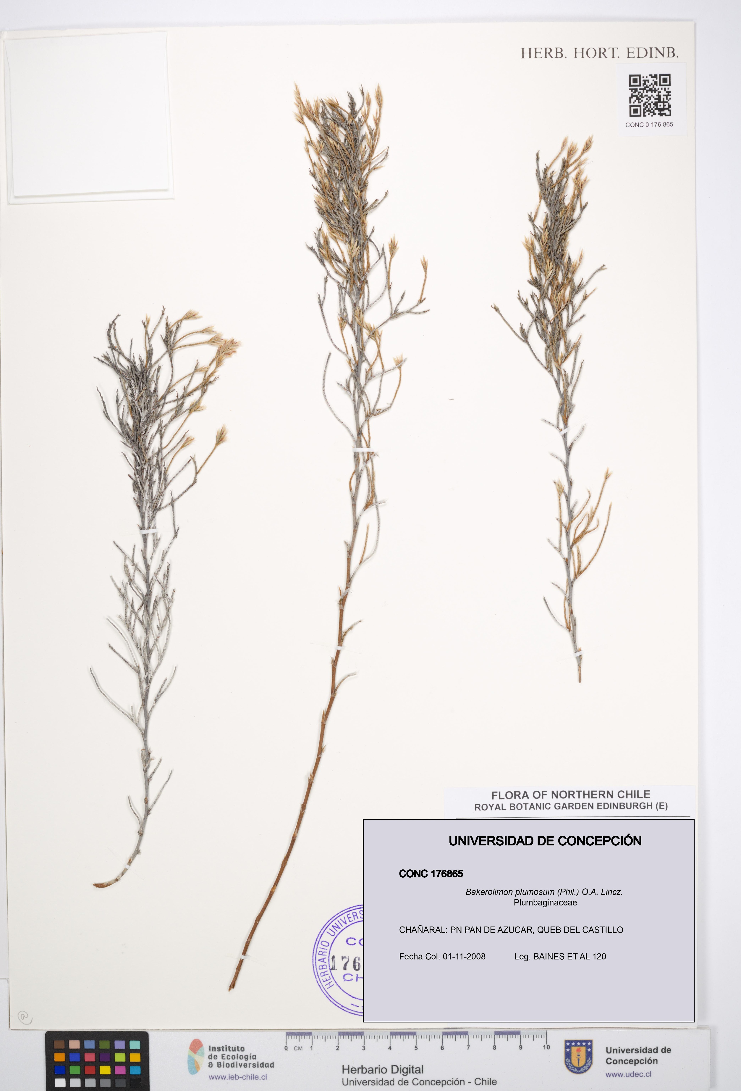 Bakerolimon plumosum [Espécimen: UDEC:CONC:0176865]