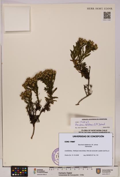 Baccharis taltalensis [Espécimen: UDEC:CONC:0176867]