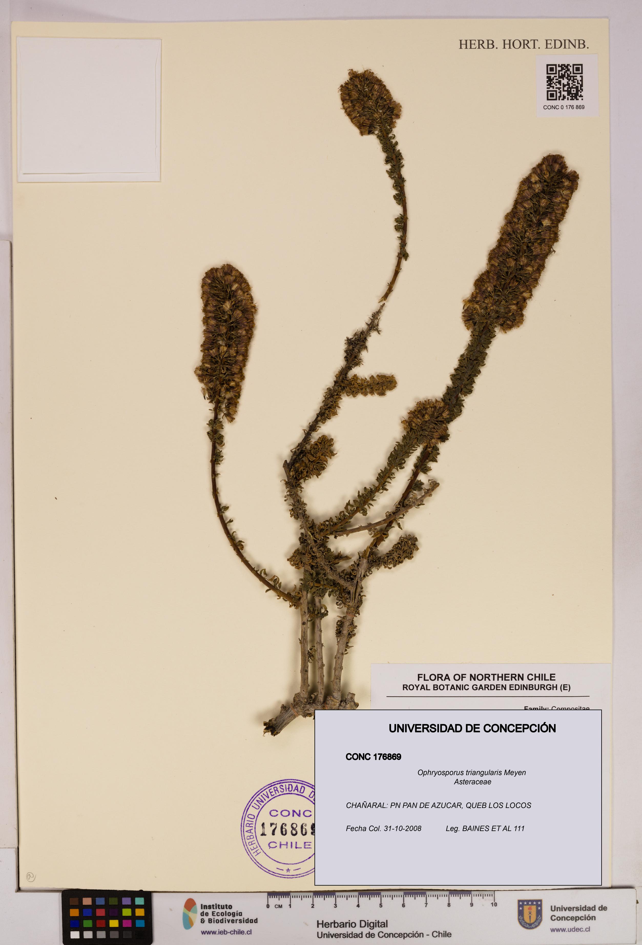 Ophryosporus triangularis [Espécimen: UDEC:CONC:0176869]
