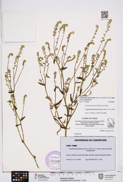 Cryptantha glomerata subsp. glomerata [Espécimen: ]