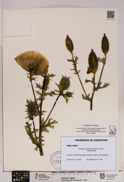 Argemone hunnemannii [Espécimen: UDEC:CONC:0176915]