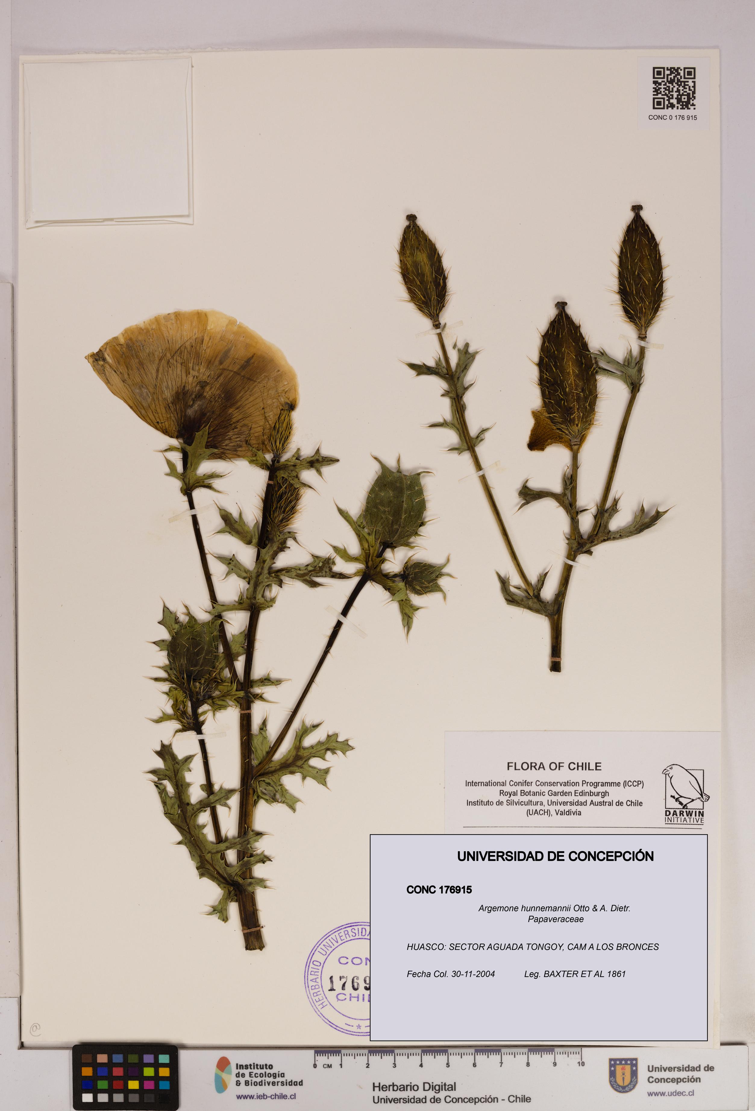 Argemone hunnemannii [Espécimen: UDEC:CONC:0176915]