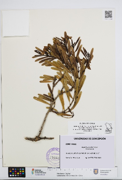 Skytanthus acutus [Espécimen: UDEC:CONC:0176922]