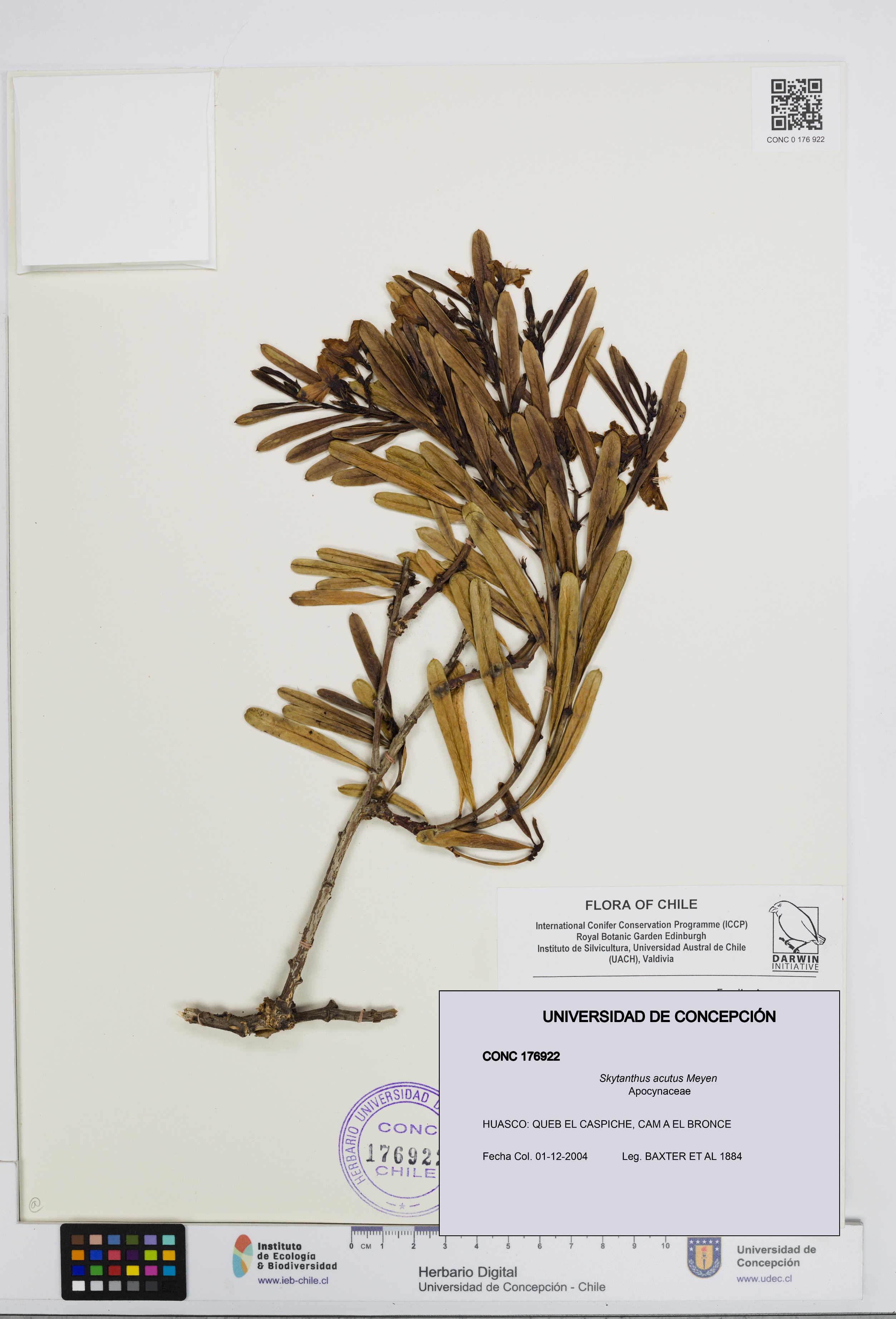 Skytanthus acutus [Espécimen: UDEC:CONC:0176922]