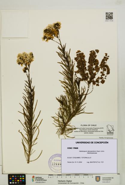 Heliotropium stenophyllum [Espécimen: UDEC:CONC:0176926]