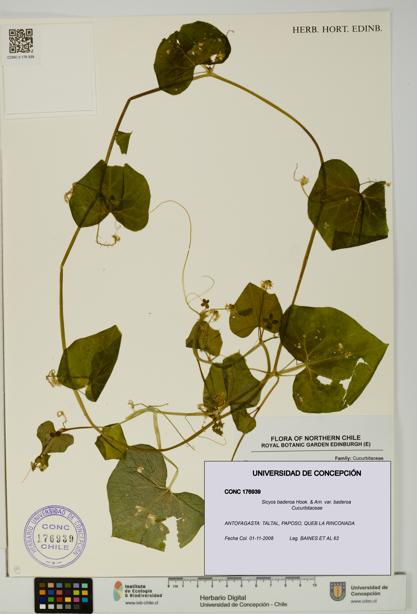 Sicyos baderoa var. baderoa [Espécimen: UDEC:CONC:0176939]