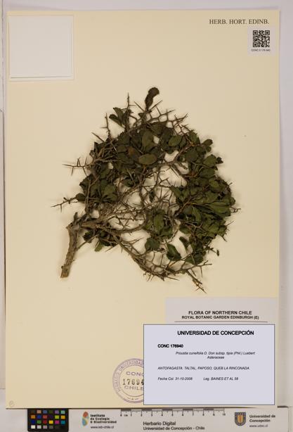 Proustia cuneifolia [Espécimen: UDEC:CONC:0176940]