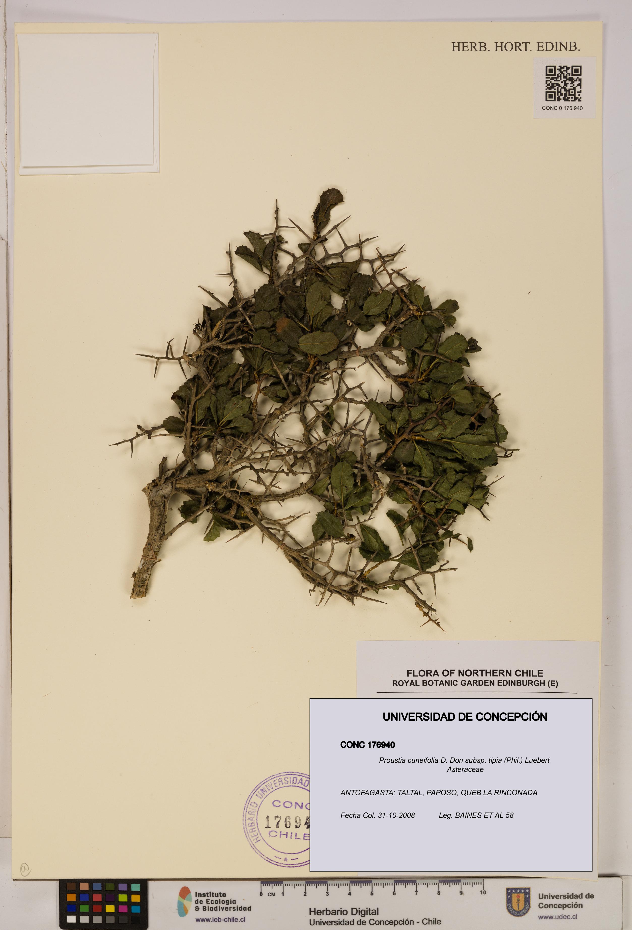Proustia cuneifolia [Espécimen: UDEC:CONC:0176940]