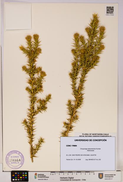 Chuquiraga atacamensis [Espécimen: UDEC:CONC:0176954]