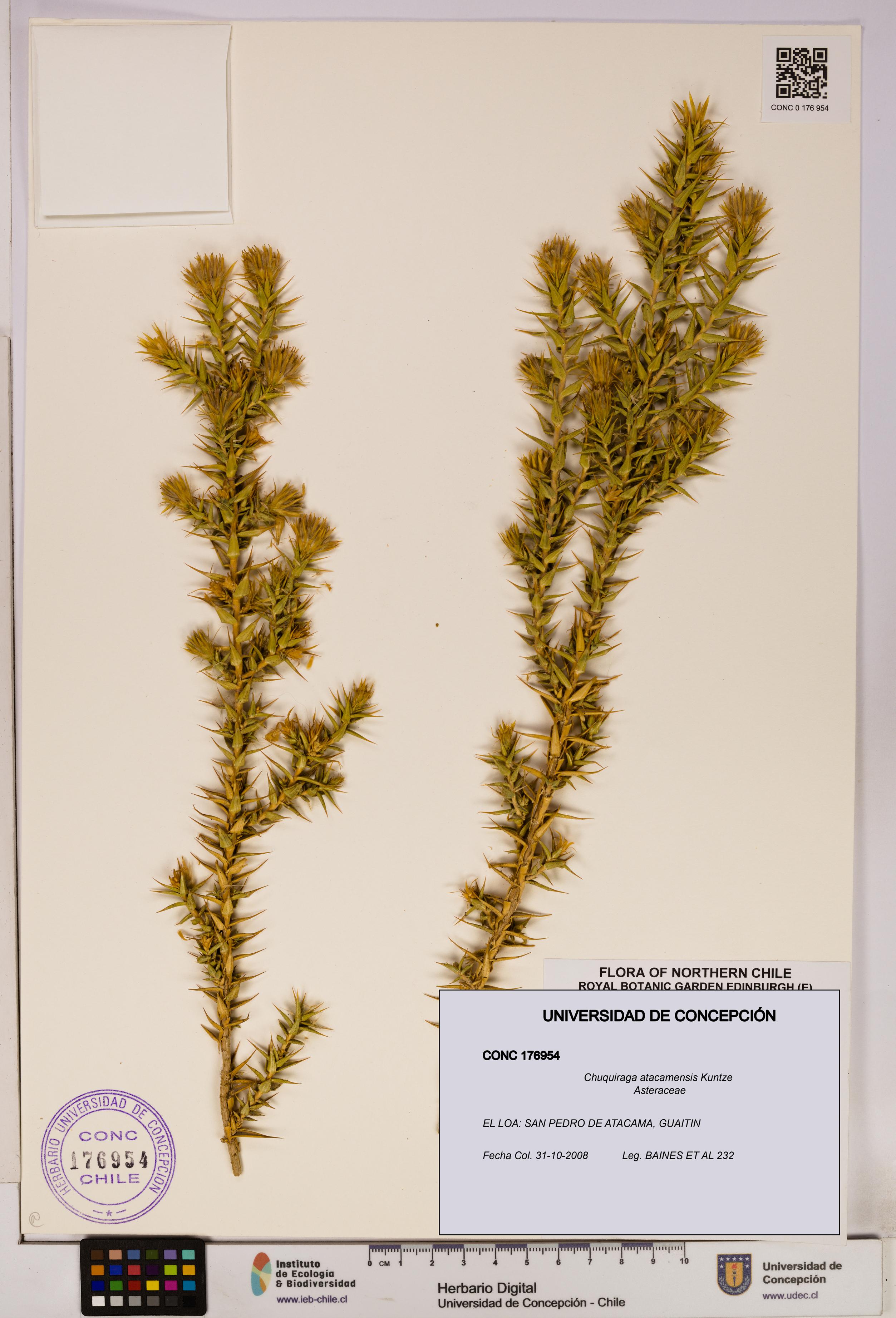 Chuquiraga atacamensis [Espécimen: UDEC:CONC:0176954]