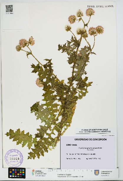 Polyachyrus sphaerocephalus [Espécimen: UDEC:CONC:0176955]