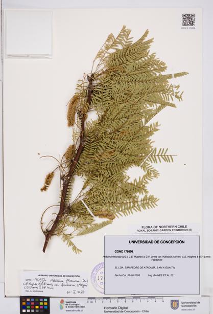 Neltuma flexuosa var. fruticosa [Espécimen: ]