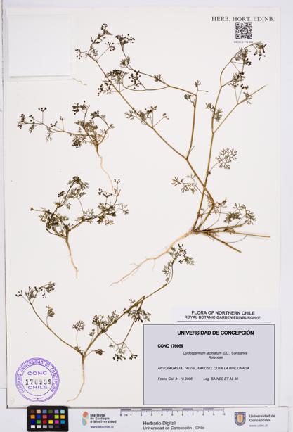 Cyclospermum laciniatum [Espécimen: ]