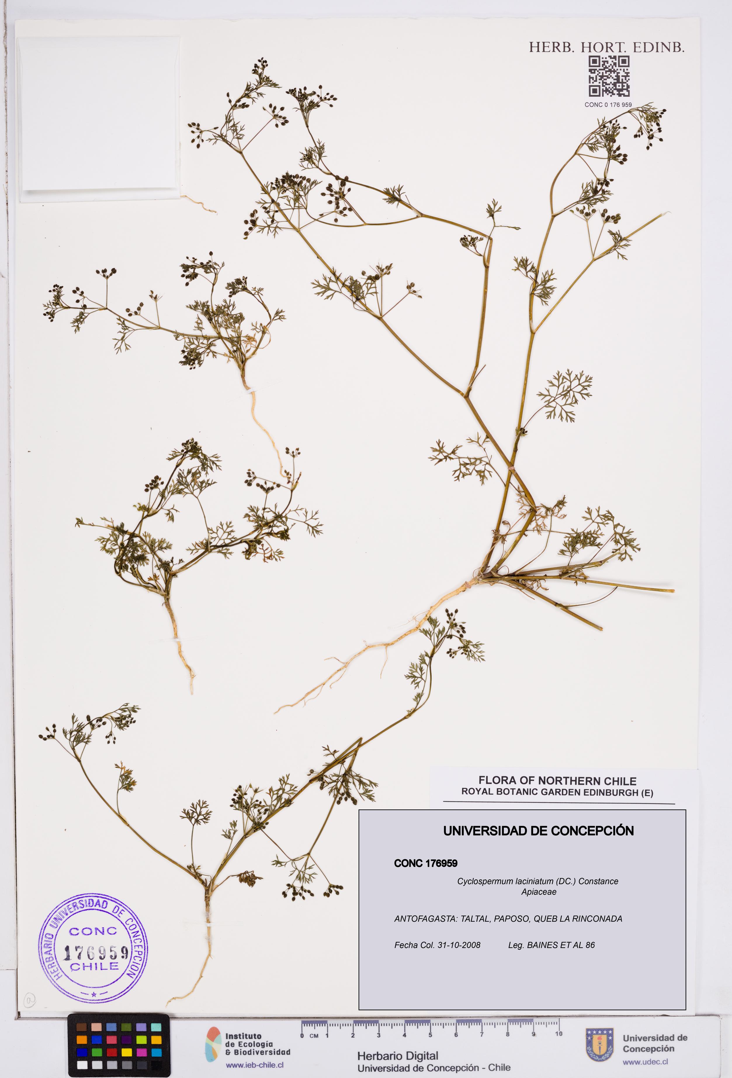 Cyclospermum laciniatum [Espécimen: ]