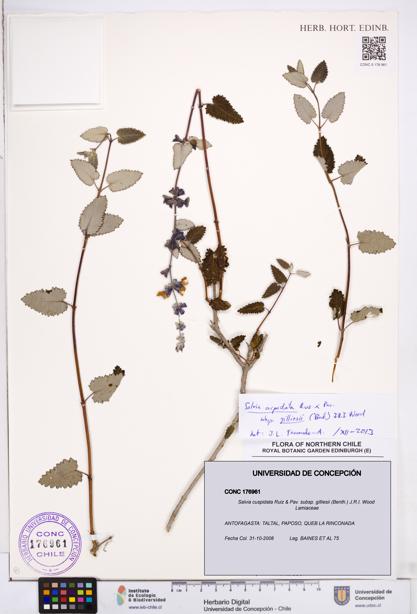 Salvia cuspidata subsp. gilliesii [Espécimen: ]