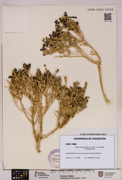 Atriplex imbricata [Espécimen: UDEC:CONC:0176966]