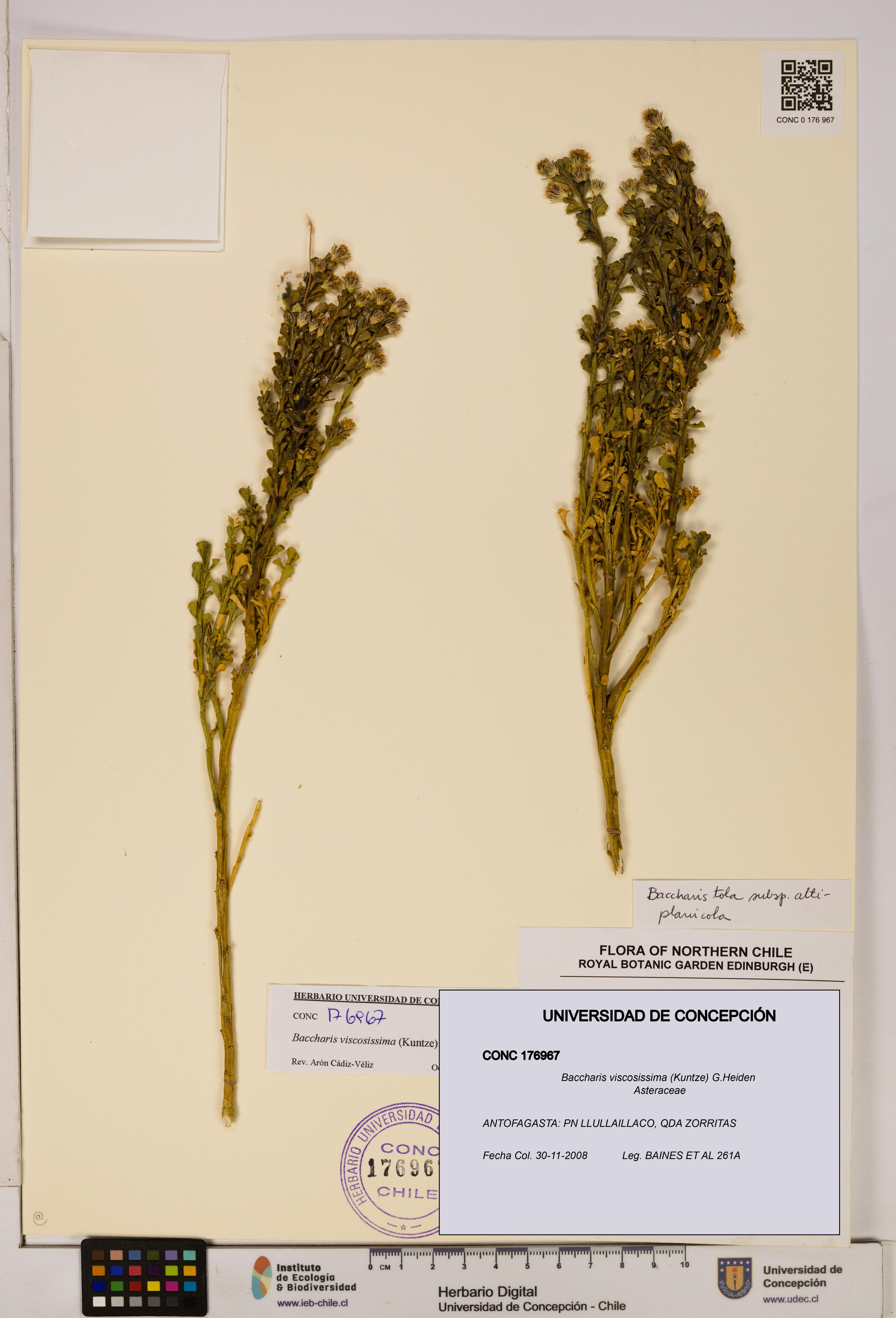 Baccharis tola [Espécimen: UDEC:CONC:0176967]