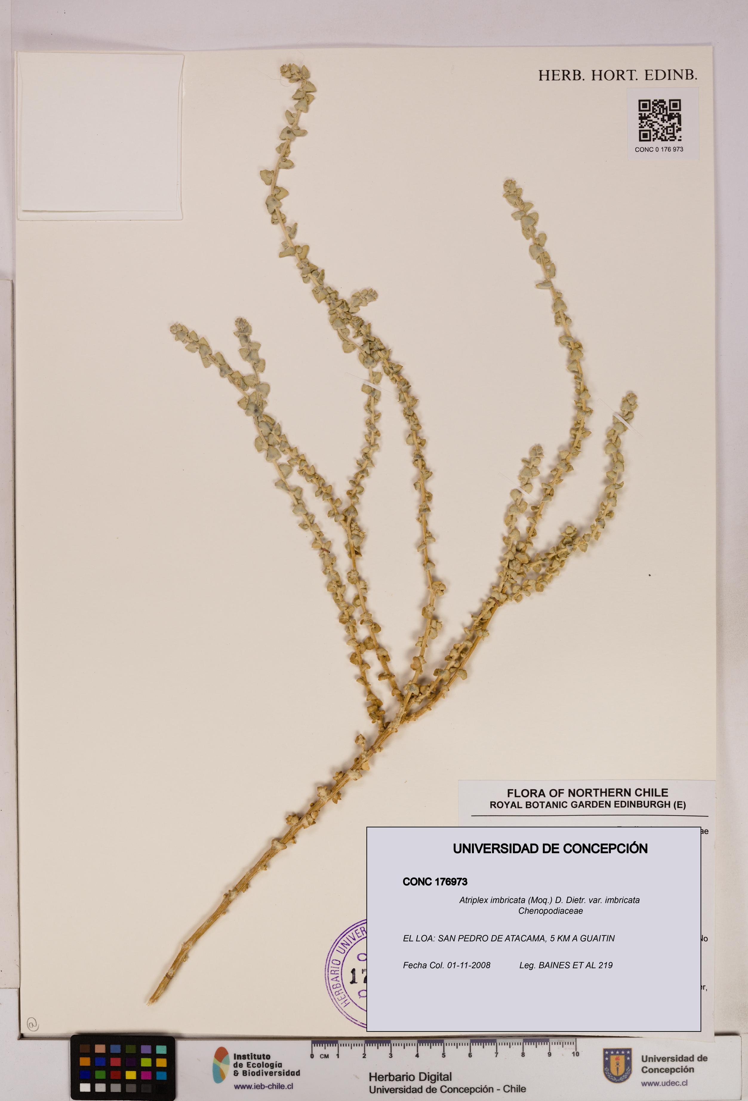 Atriplex imbricata [Espécimen: UDEC:CONC:0176973]