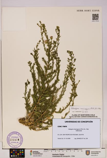 Helogyne macrogyne [Espécimen: UDEC:CONC:0176976]