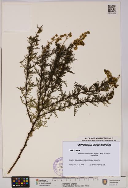 Ambrosia artemisioides [Espécimen: UDEC:CONC:0176978]