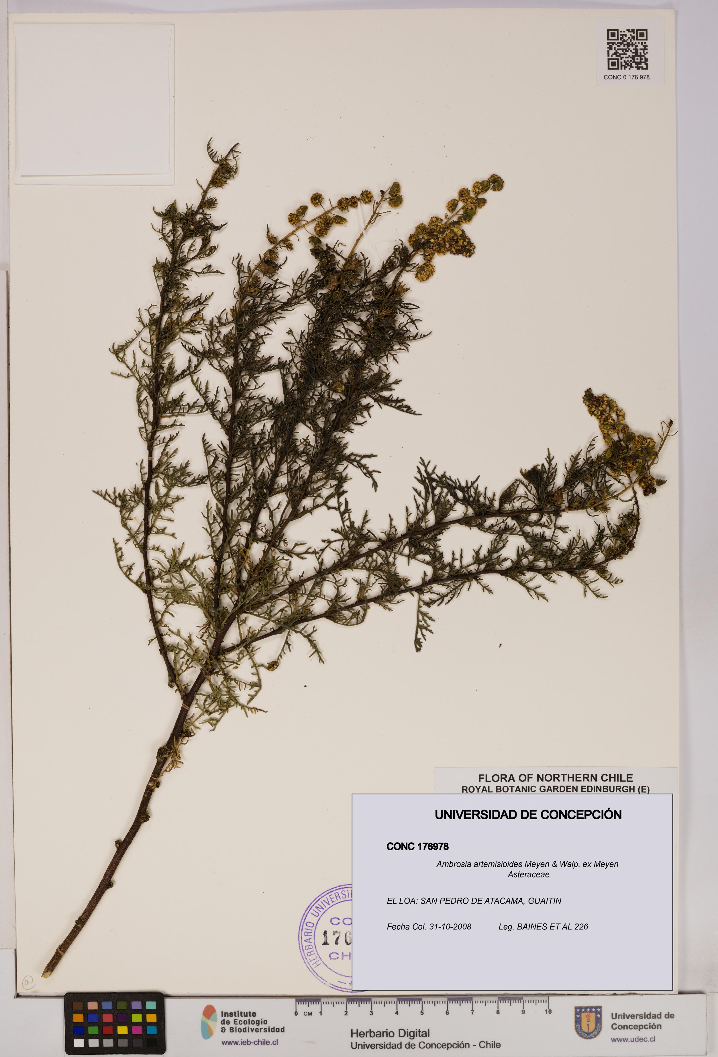 Ambrosia artemisioides [Espécimen: UDEC:CONC:0176978]