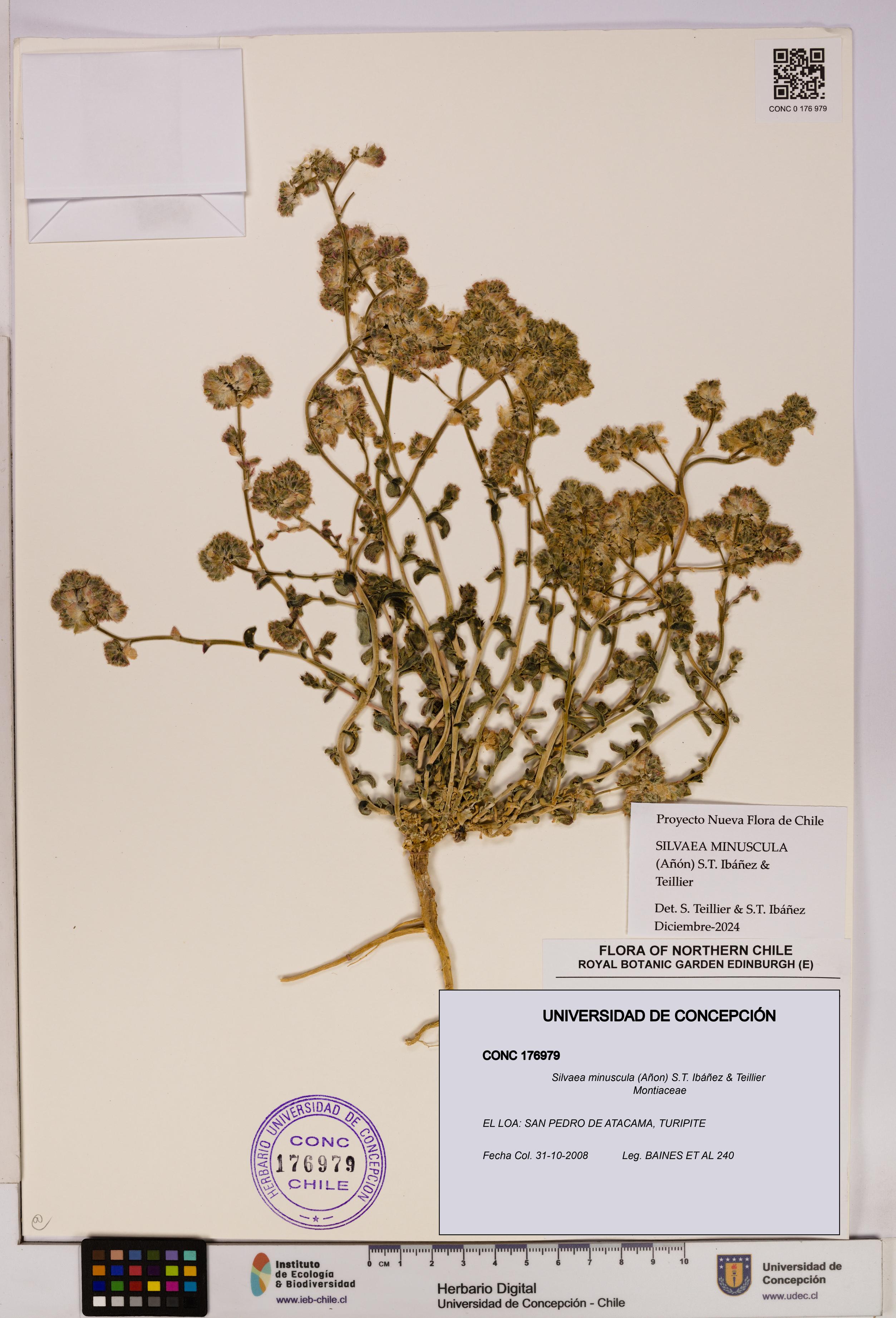 Silvaea minuscula [Espécimen: UDEC:CONC:0176979]