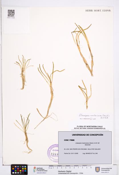 Lilaeopsis macloviana [Espécimen: ]