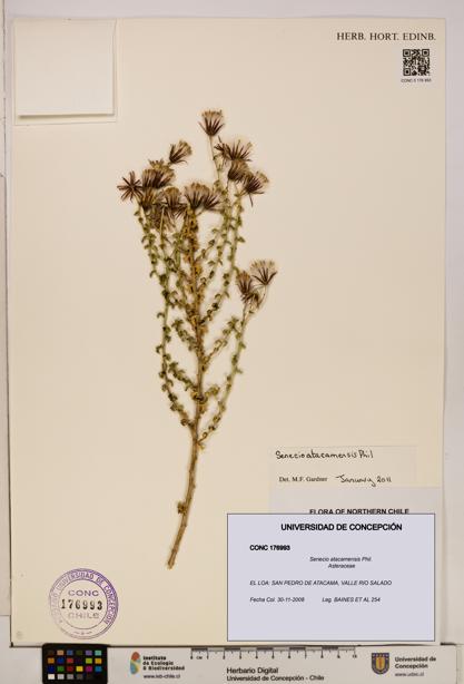 Senecio atacamensis [Espécimen: UDEC:CONC:0176993]