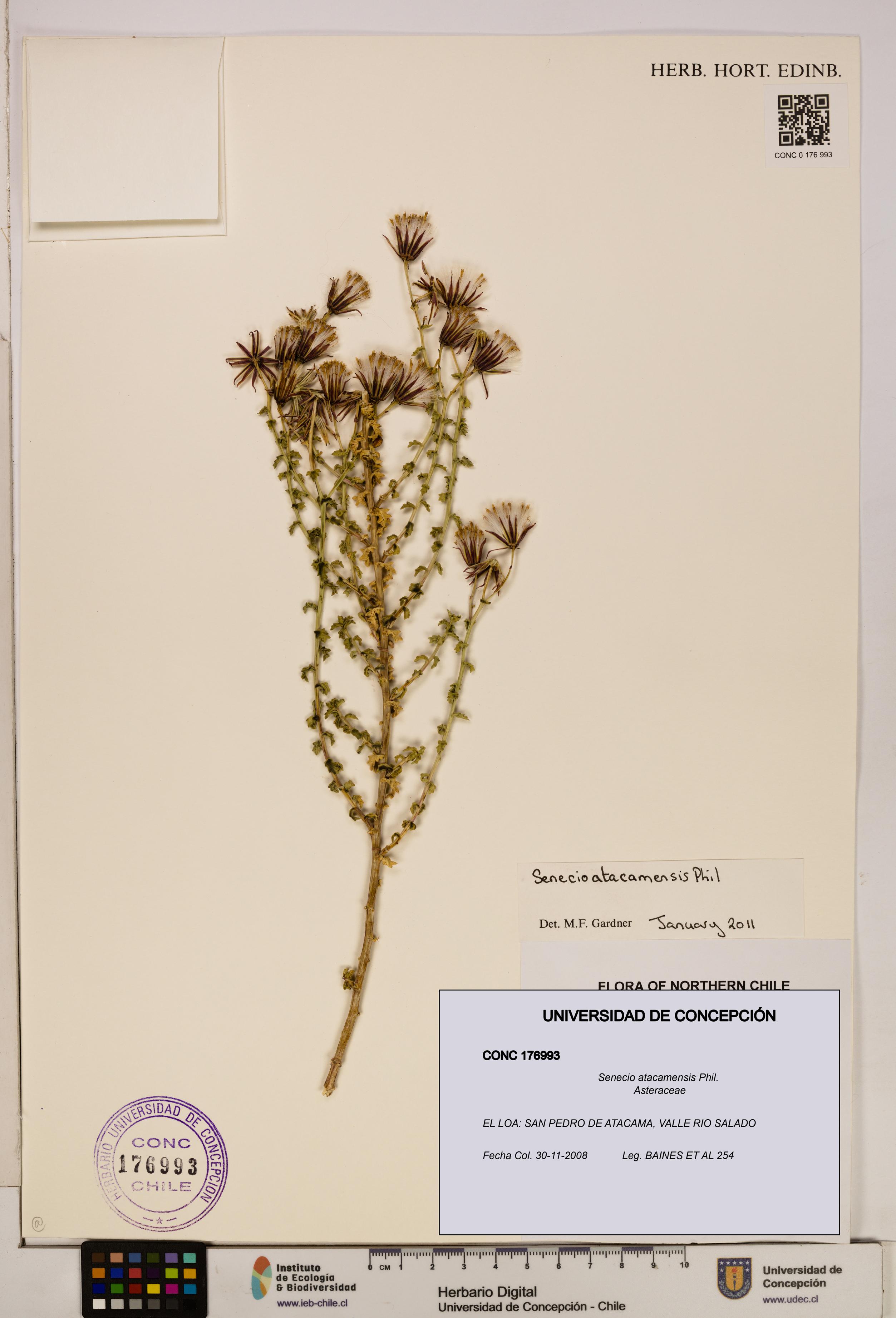 Senecio atacamensis [Espécimen: UDEC:CONC:0176993]