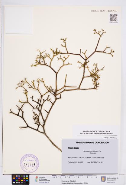 Gymnophyton foliosum [Espécimen: ]