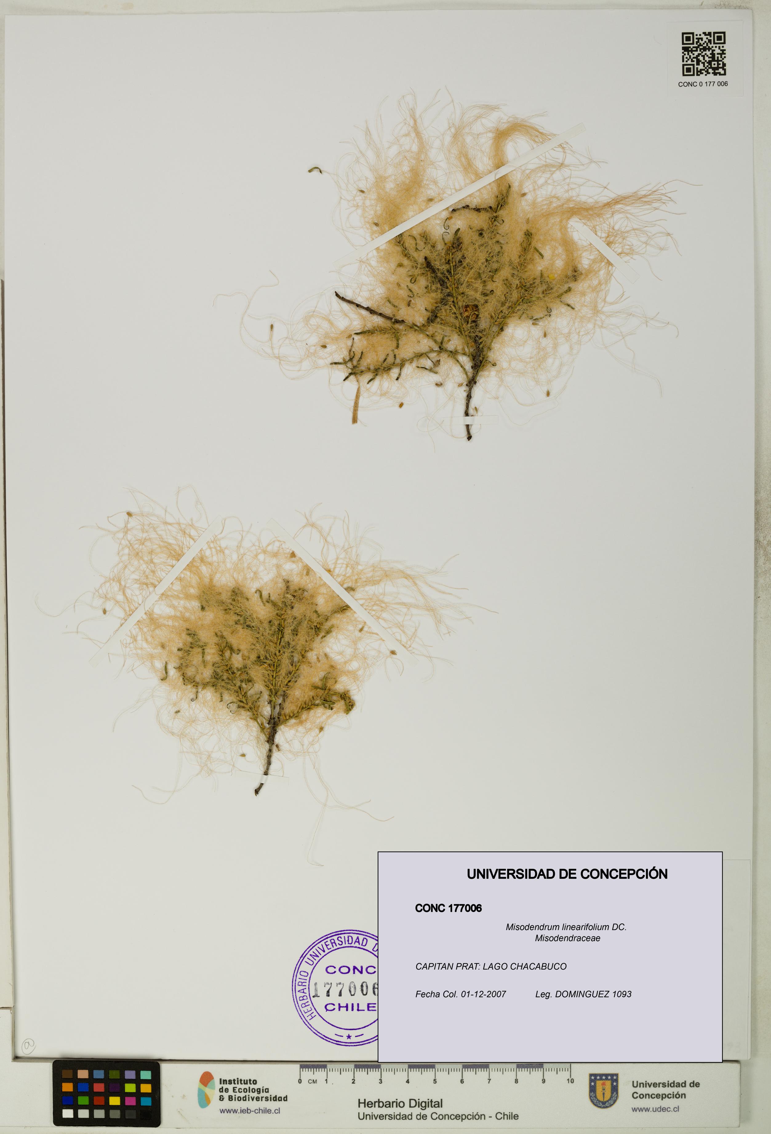 Misodendrum linearifolium [Espécimen: UDEC:CONC:0177006]