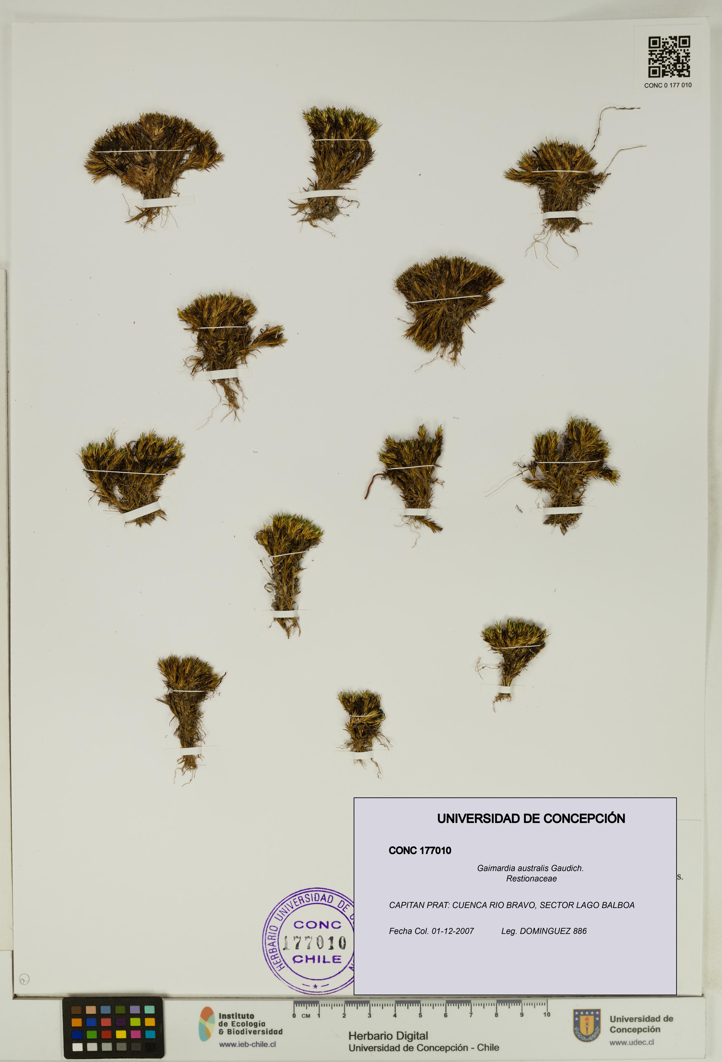 Gaimardia australis [Espécimen: UDEC:CONC:0177010]