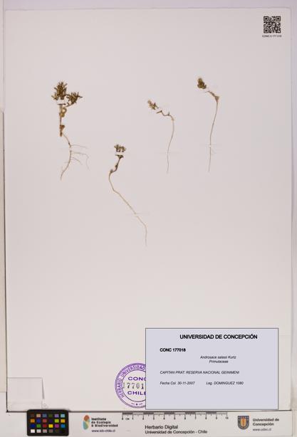 Androsace salasii [Espécimen: UDEC:CONC:0177018]