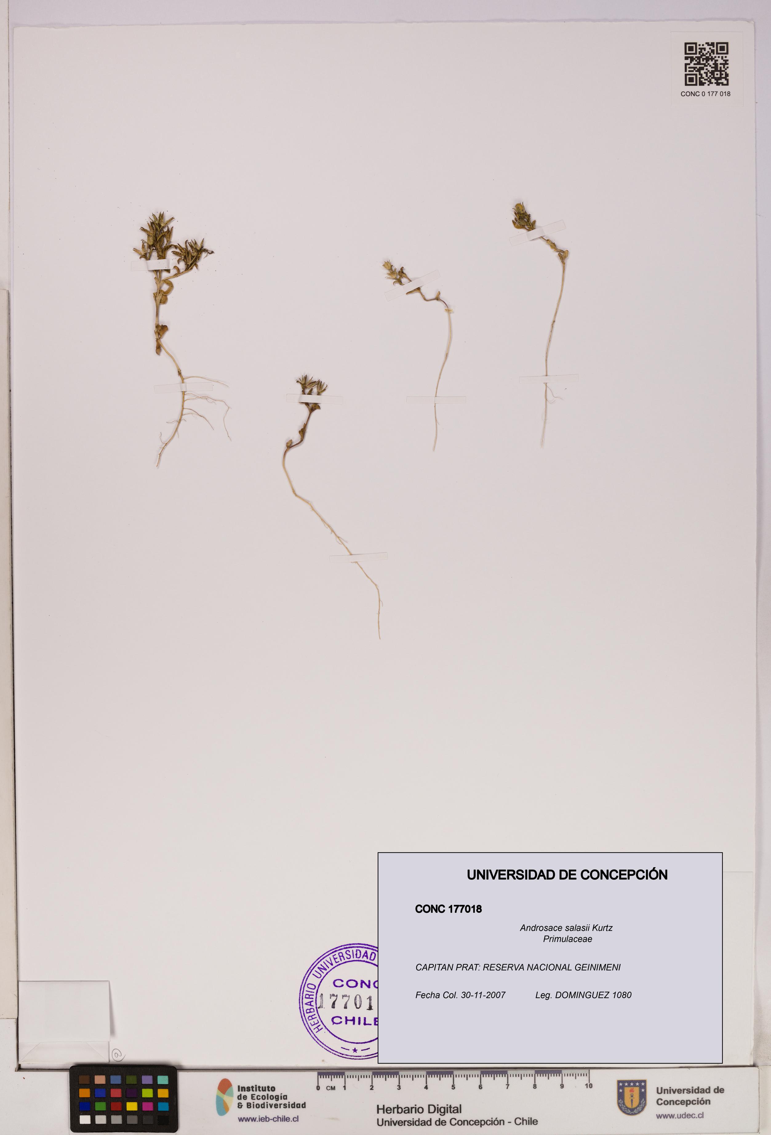 Androsace salasii [Espécimen: UDEC:CONC:0177018]