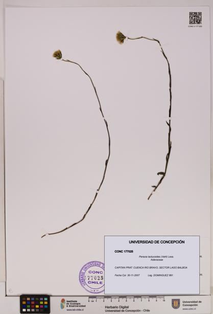 Perezia lactucoides [Espécimen: UDEC:CONC:0177025]