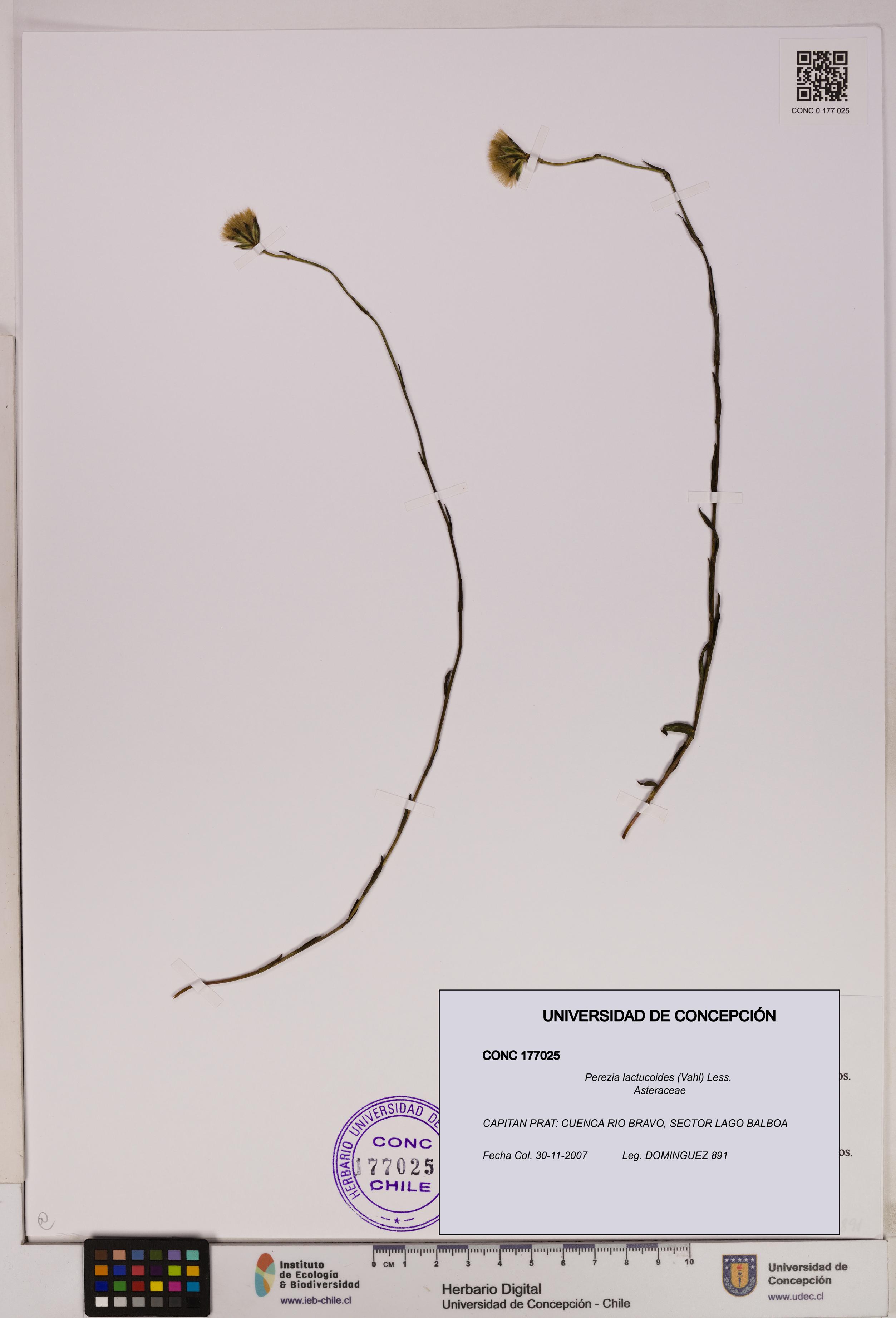 Perezia lactucoides [Espécimen: UDEC:CONC:0177025]
