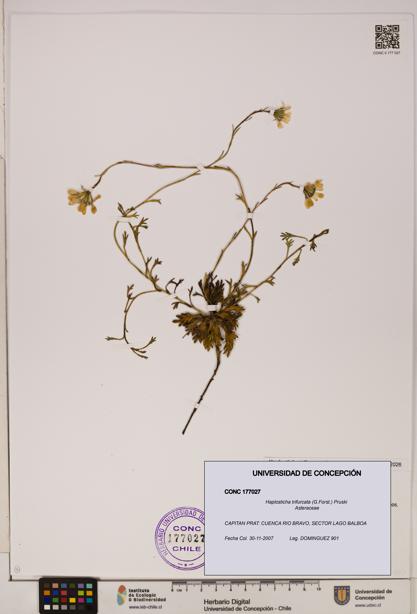 Haplosticha trifurcata [Espécimen: UDEC:CONC:0177027]