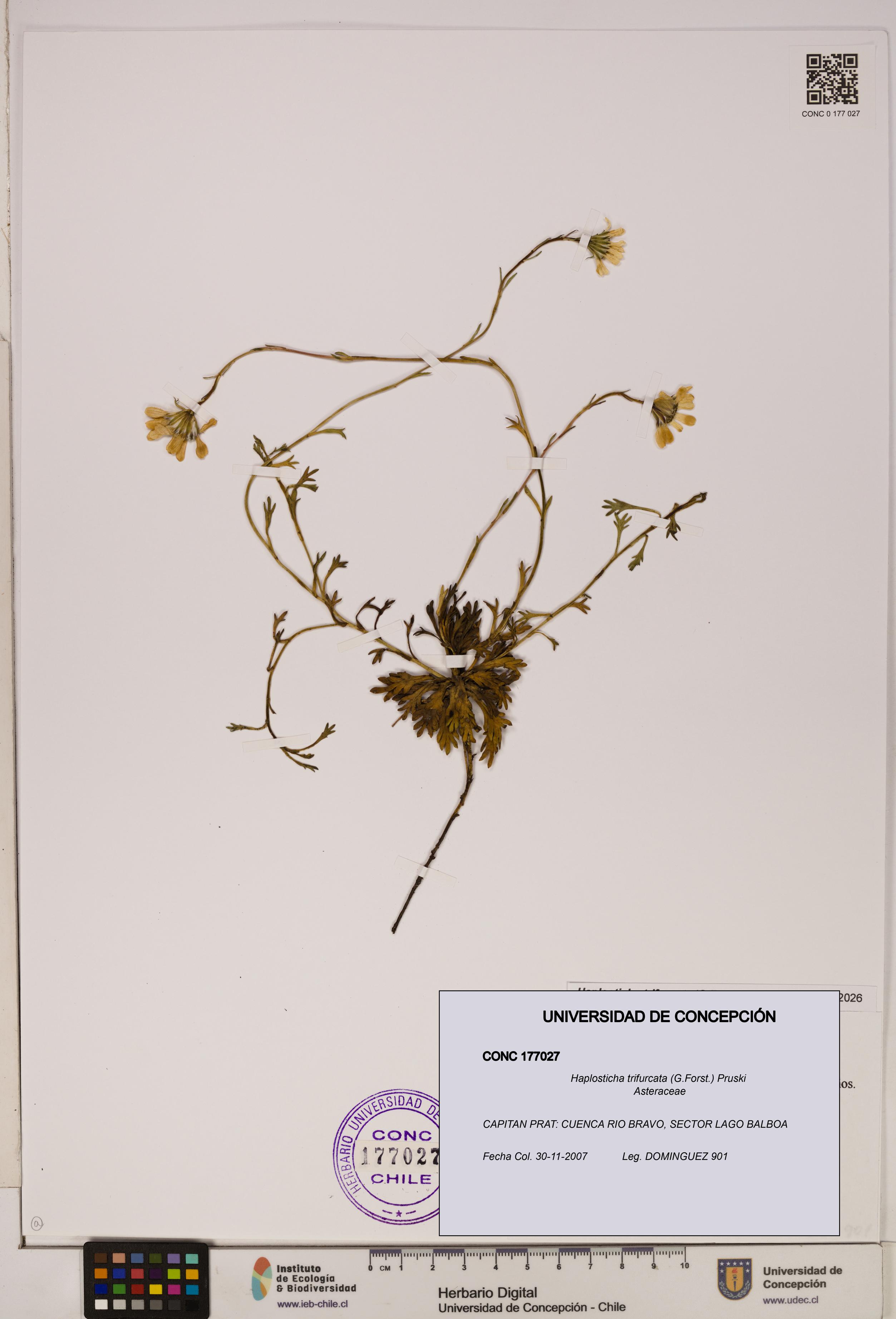 Haplosticha trifurcata [Espécimen: UDEC:CONC:0177027]