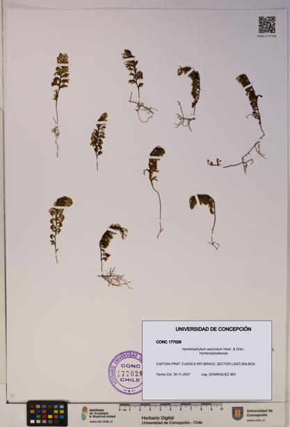 Hymenophyllum secundum [Espécimen: ]