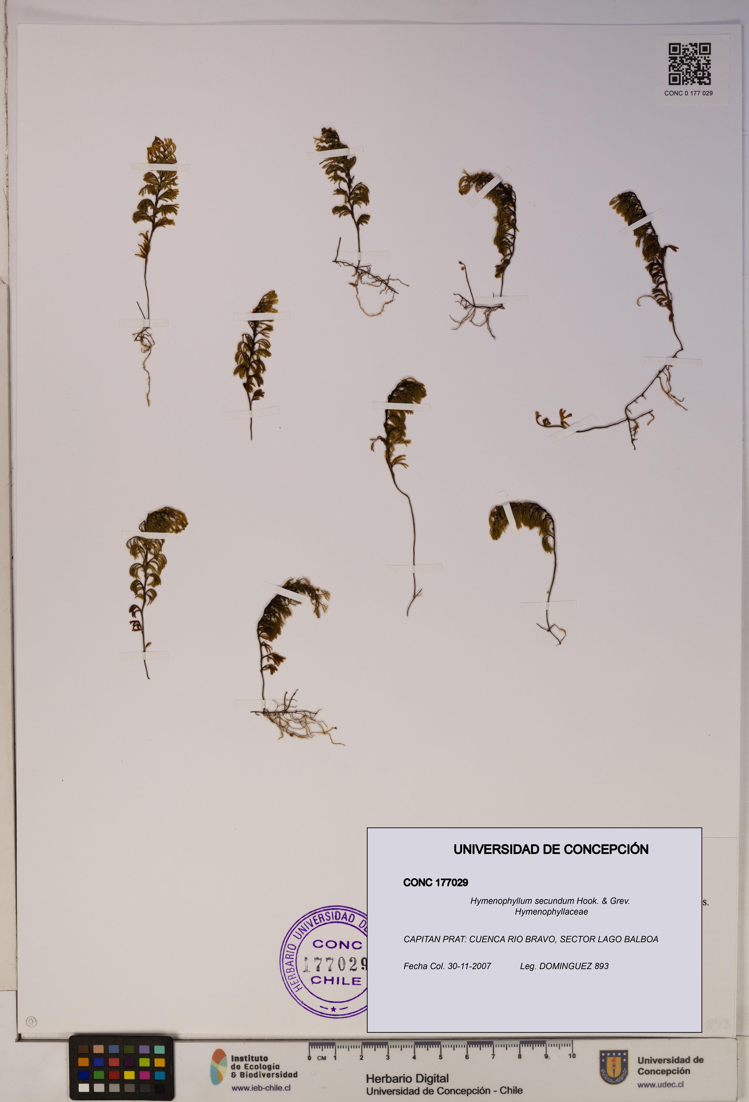 Hymenophyllum secundum [Espécimen: ]