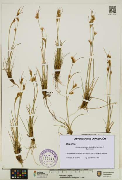 Carpha schoenoides [Espécimen: UDEC:CONC:0177031]