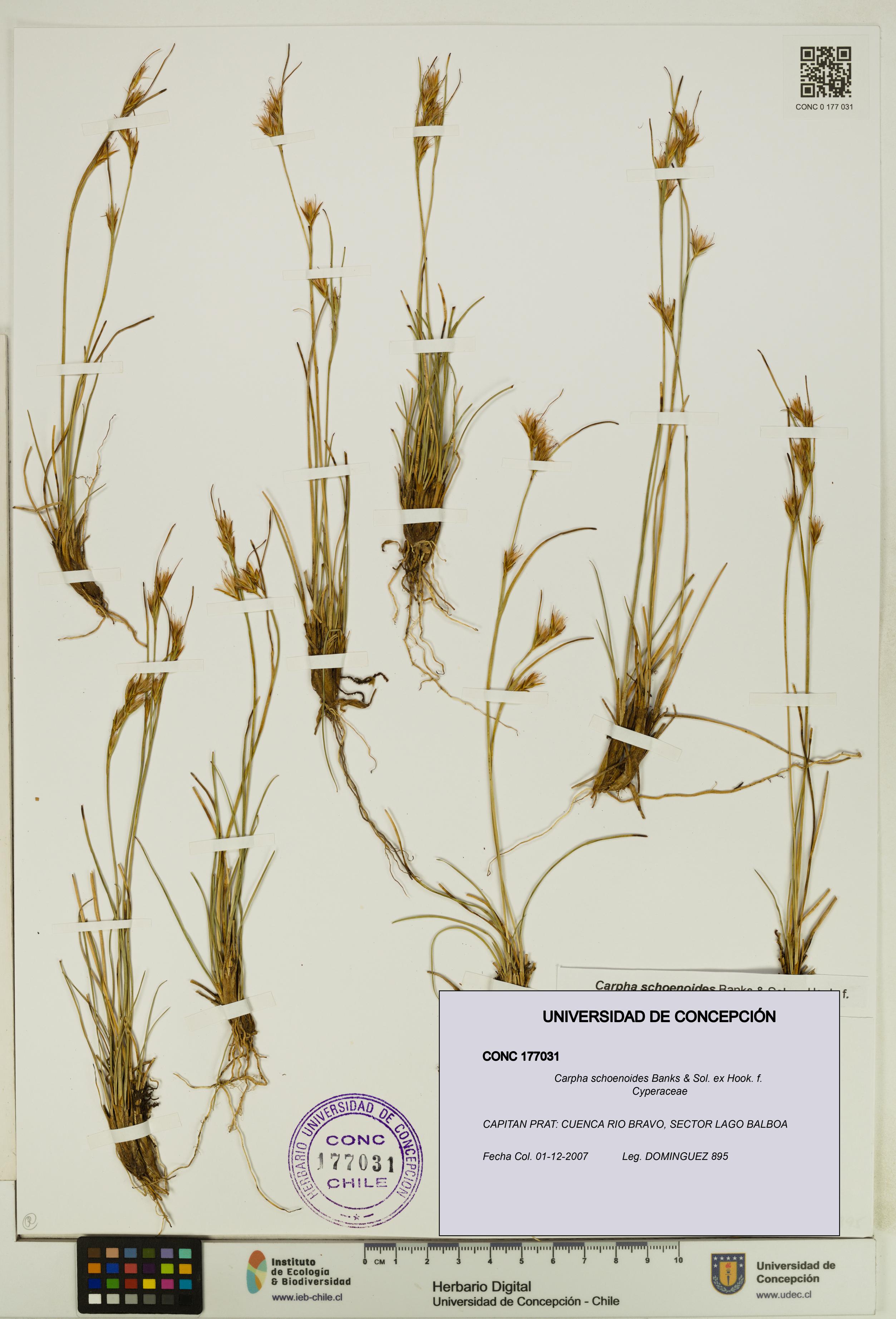 Carpha schoenoides [Espécimen: UDEC:CONC:0177031]