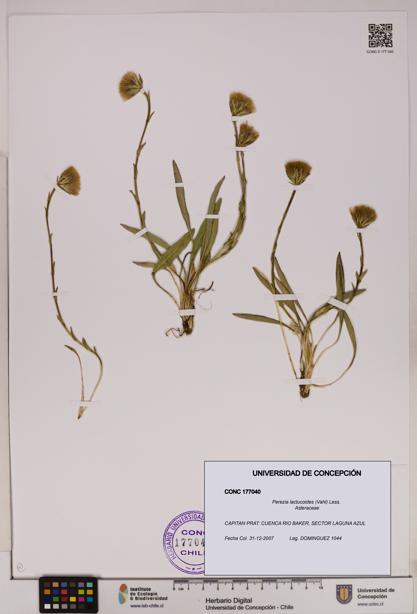 Perezia lactucoides [Espécimen: UDEC:CONC:0177040]