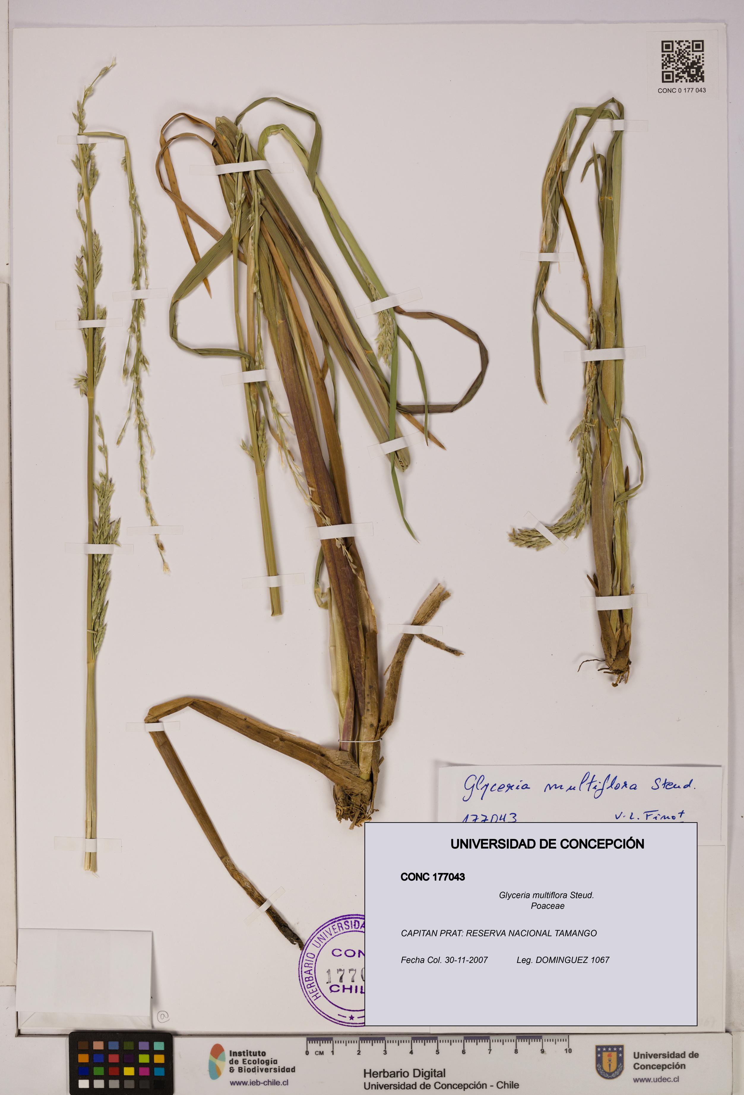 Glyceria multiflora [Espécimen: ]