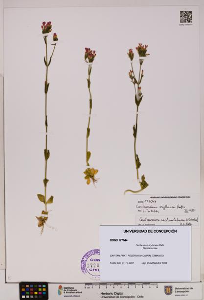 Centaurium erythraea [Espécimen: UDEC:CONC:0177044]