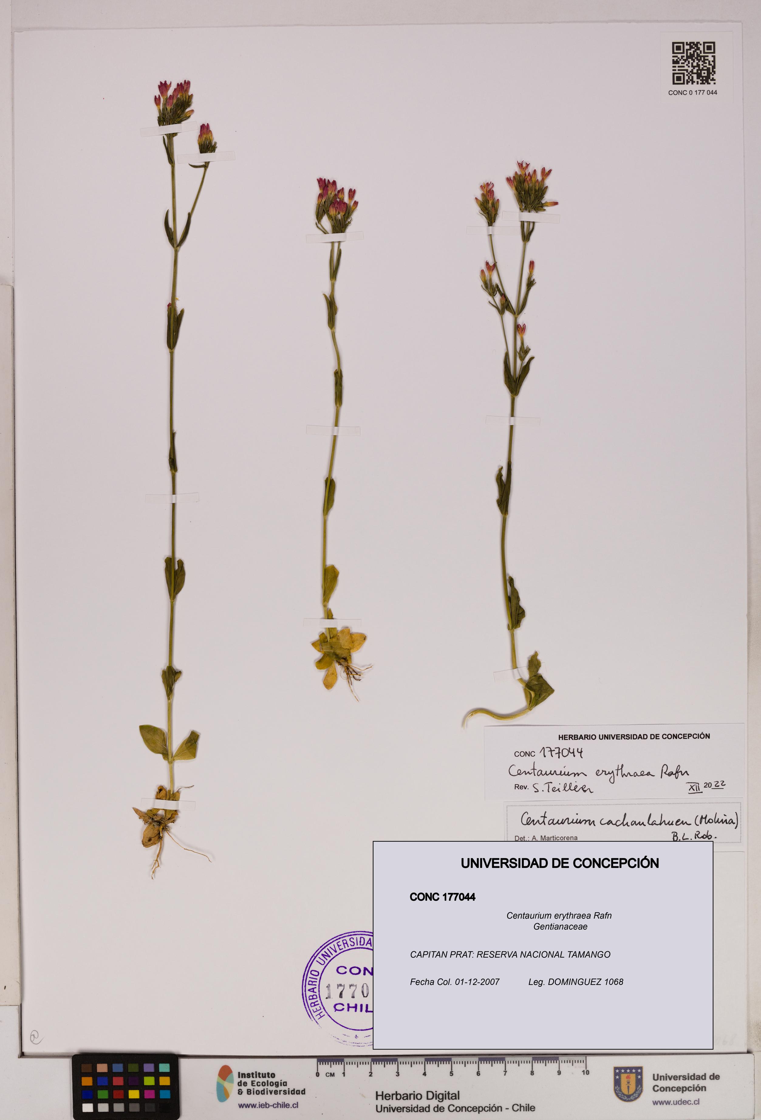 Centaurium erythraea [Espécimen: UDEC:CONC:0177044]