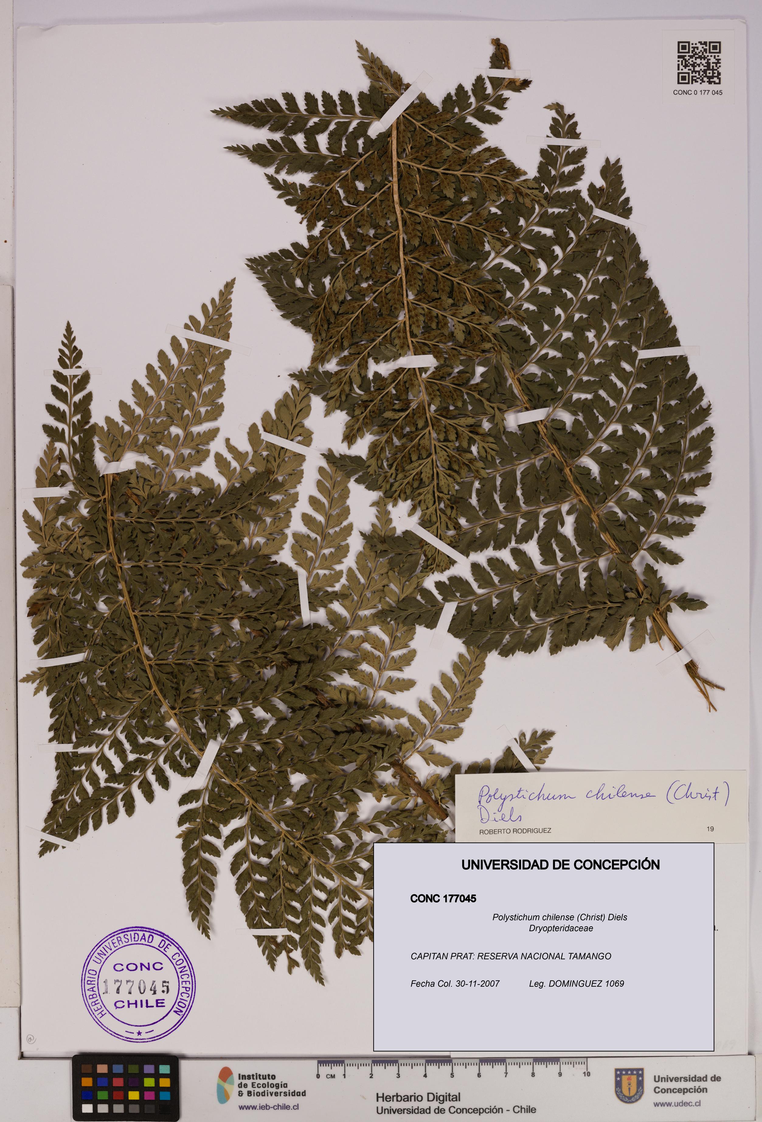 Polystichum chilense [Espécimen: UDEC:CONC:0177045]