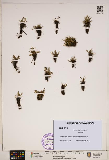 Azorella trifoliolata [Espécimen: ]