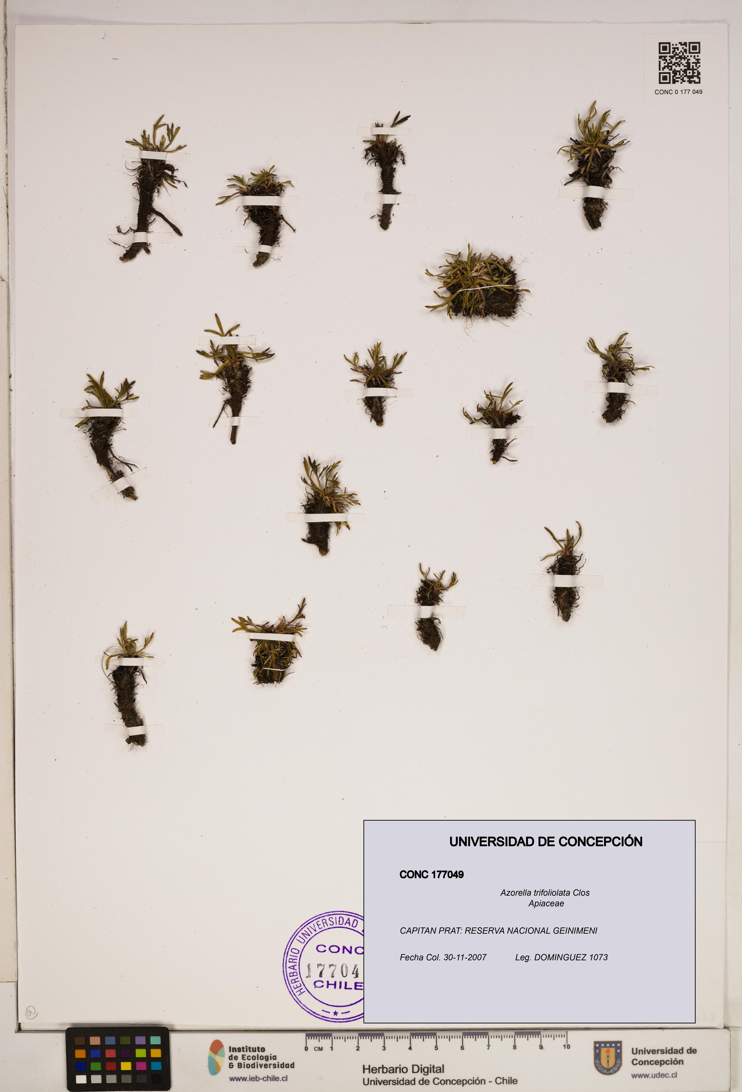 Azorella trifoliolata [Espécimen: ]