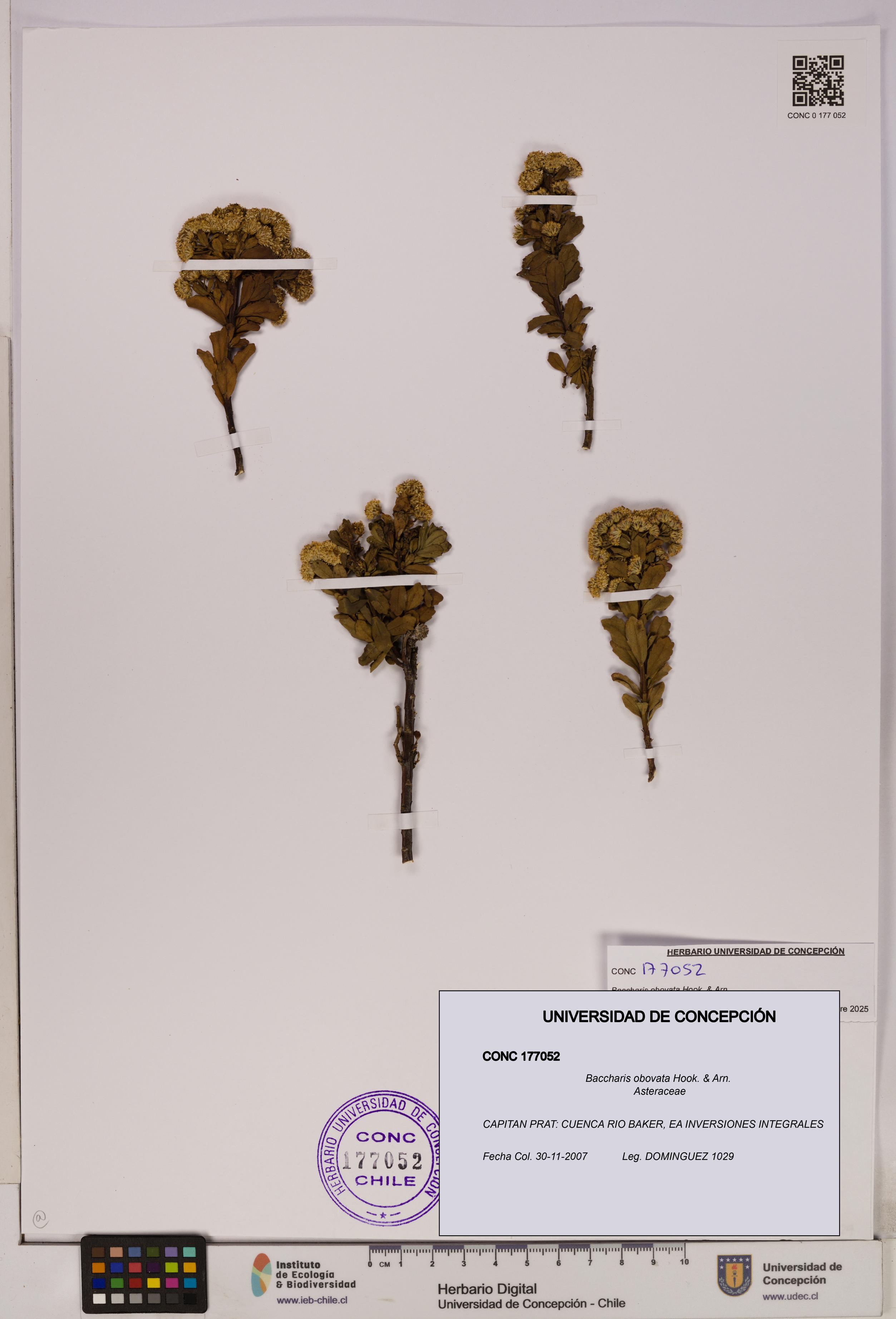 Baccharis obovata [Espécimen: UDEC:CONC:0177052]